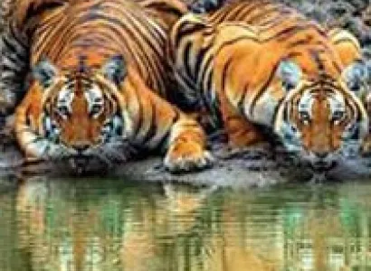 South India Tour with Wildlife