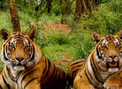 Short Escape to Corbett Tour