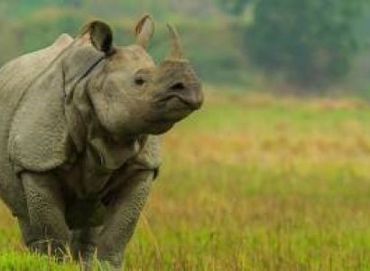 Wildlife of Kaziranga National Park Package