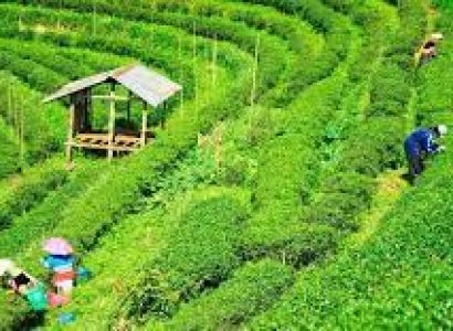 4 Nights/ 5 Days Darjeeling Gangtok