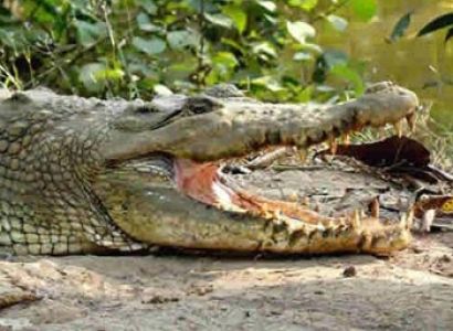 Adventure Tours in Odisha