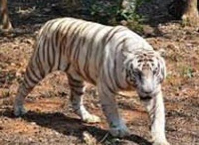 Orissa Wildlife Tour