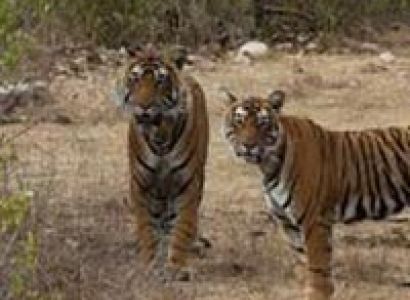 Short Escape to Sariska Tour