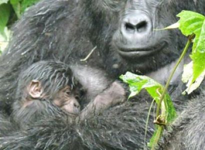 Gorilla Tracking Experience Tour