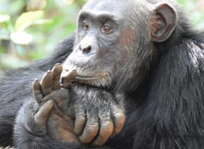7 Days Gorilla and Chimpanzees of Uganda Experience Tour