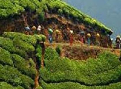 Darjeeling Tour 07 Days