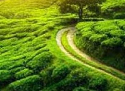 Kalimpong - Darjeeling Tour