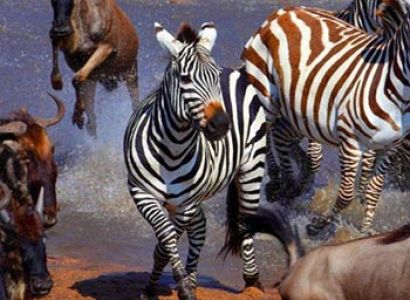 5 Days Serengeti Ngorongoro Tarangire Safari Tour