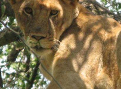 Tanzania Classic Luxury Safaris 4 Days Tour