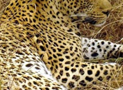 6 Days Trip To Serengeti And Ngorongoro Tour