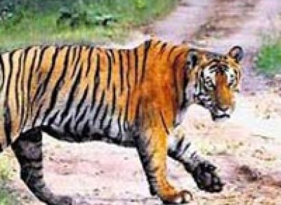 Call of the Wild 5 nights/ 6 days Package