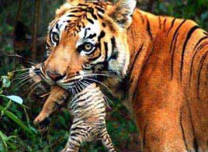 Golden Triangle 6 Nights/ 7 Days Package