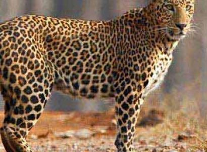 Leisure Pleasure 5 Nights/ 6 Days Package