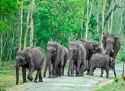 Short Escape to Bandipur National Park Tour