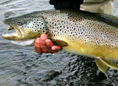 Kashmir Fishing Tour