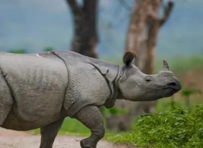 Kaziranga Wildlife Tour