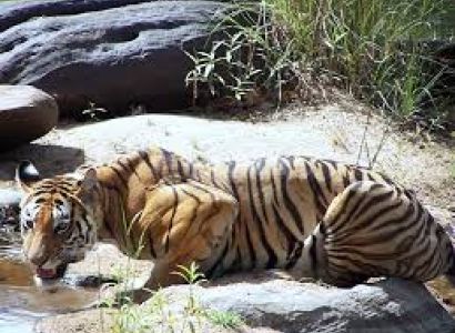 Panna National Park Tour