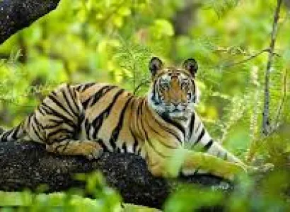 Bandhavgarh National Park Tour