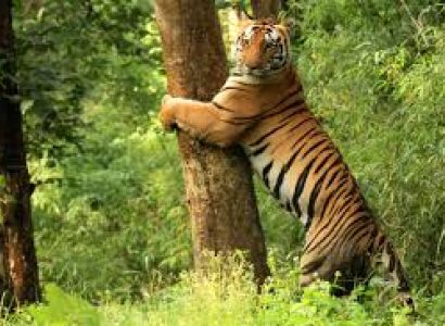 Kanha National Park Tour