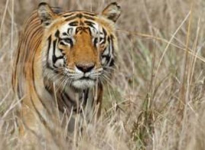 Tiger Trails Tour 07 Nights & 08 Days