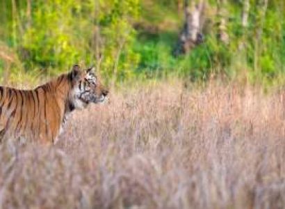 01 Night & 02 Days Bandhavgarh National Park Tour Package