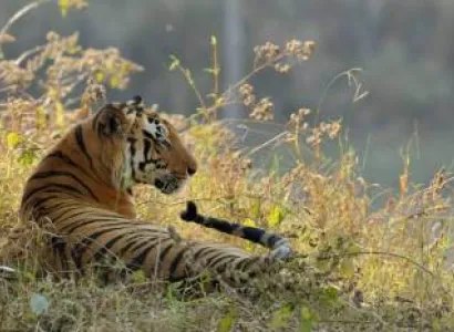 02 Nights & 03 Days Get Krazt at Kanha Tour Package