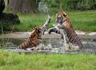 Tiger Trails Tadoba With Pench Tour
