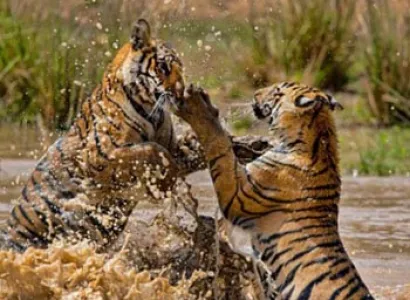 Bandhavgarh Safari package  (M.P)