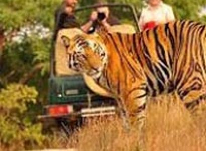 Kanha National Safari Package MP