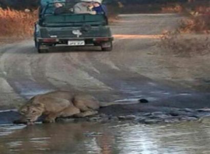 Gir National Park Tour Package
