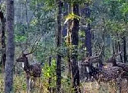 Barnawapara Wildlife Sanctuary Tour