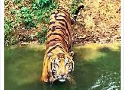 Kanha Kisli National Park Tour Package