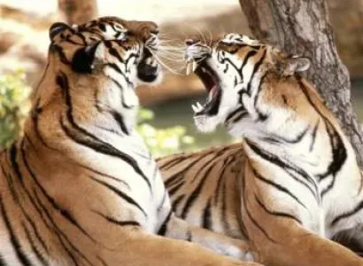 Kanha Kisli National Park Tour Package