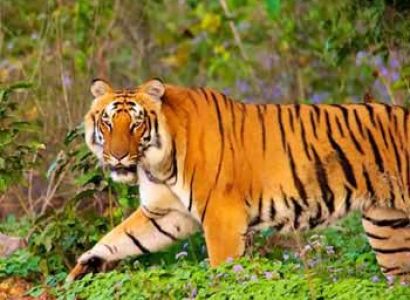 Nainital - Corbett - Tour 4 Nights & 5 Days