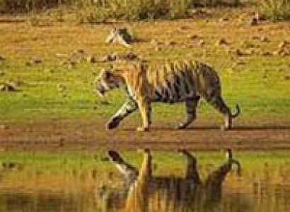 Wildlife Special Tour