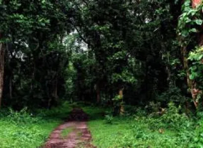 Jaldapara - Lataguri Tour