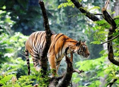 Kerala Tour (5 Days)