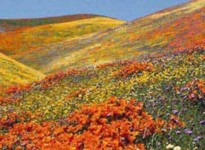 Valley of Flowers Tour