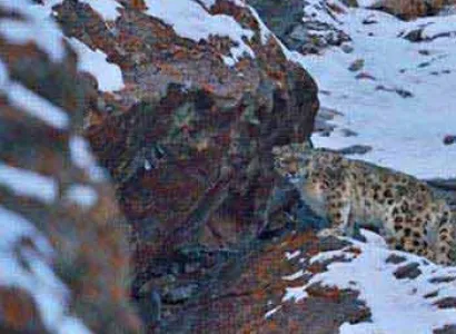 Snow Leopard Trek Tour