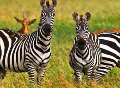 Serengeti to Ngorongoro conservation Area Tour