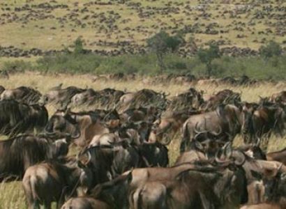 7 Days/ 6 Nights Kenya Lodge Safari Itinerary Tour