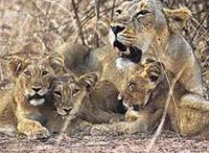 Wildlife and Heritage of Gujarat Tour