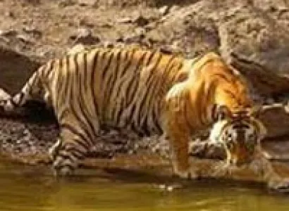 Ranthambhore Tour Package
