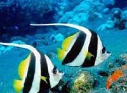 3 Island Tour (Andaman)