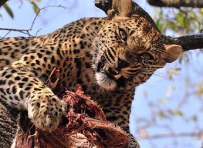 Best of Kenya Wildlife Safari Tour