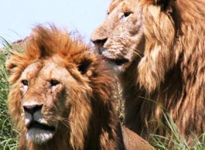Masai Mara Adventure Safari Tour