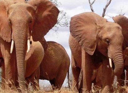 Masai Mara | Lake Naivasha and Amboseli - Kenya Tours