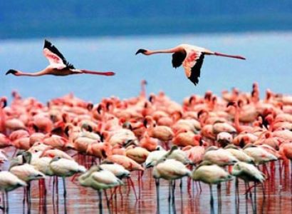 Great Rift Valley Lakes and Masai Mara Tour