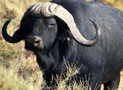 Masai Mara | Lake Naivasha & Lake Nakuru Adventures Tour