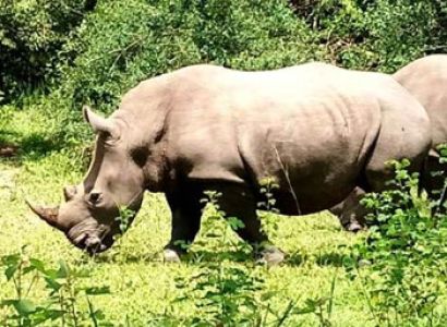 Samburu | Aberdares | Lake Nakuru and Masai Mara Safaris Tour